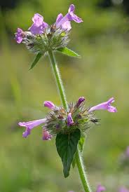 Attēlu rezultāti vaicājumam “Clinopodium vulgare”