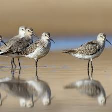 Attēlu rezultāti vaicājumam “Calidris ferruginea”