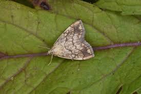 Attēlu rezultāti vaicājumam “Evergestis pallidata”