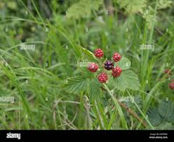 Image result for Rubus sectio