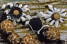 Attēlu rezultāti vaicājumam “Diderma radiatum”