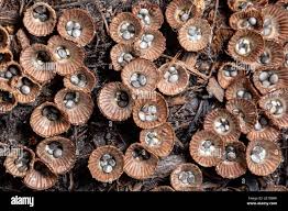 Attēlu rezultāti vaicājumam “Cyathus striatus”