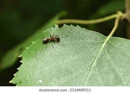 Attēlu rezultāti vaicājumam “Closterotomus biclavatus nymph”