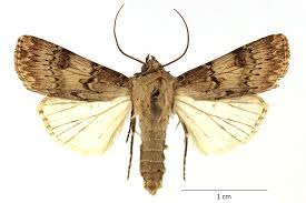 Attēlu rezultāti vaicājumam “Agrotis ripae”