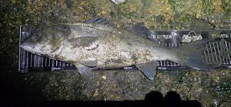 Image result for SHIRLEY SEA ANGLING CLUB