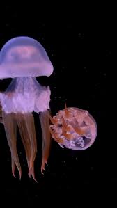 Attēlu rezultāti vaicājumam “Jalla dumosa imago”