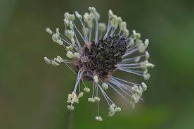 Attēlu rezultāti vaicājumam “Plantago lanceolata flower”