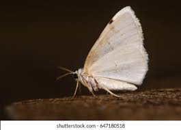 Attēlu rezultāti vaicājumam “Lomographa bimaculata”