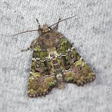 Attēlu rezultāti vaicājumam “Oligia sp.”