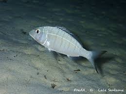 Image result for Lithognathus mormyrus