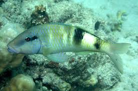 Image result for Parupeneus trifasciatus