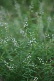 Attēlu rezultāti vaicājumam “Polygala comosa leaf”