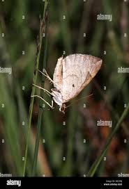 Attēlu rezultāti vaicājumam “Eulithis testata”