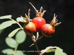 Attēlu rezultāti vaicājumam “Rosa villosa fruit”