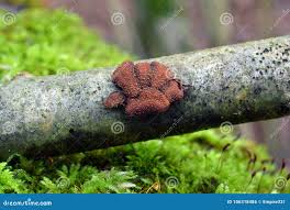 Attēlu rezultāti vaicājumam “Encoelia furfuracea”