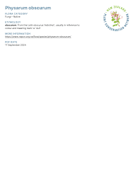 Attēlu rezultāti vaicājumam “Physarum obscurum”