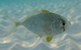 Image result for Caranx bartholomaei