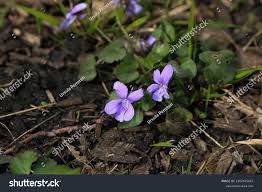 Attēlu rezultāti vaicājumam “Viola rupestris flower”