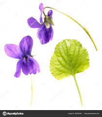 Attēlu rezultāti vaicājumam “Viola odorata leaf”
