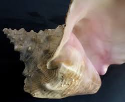 Image result for Aliger gigas