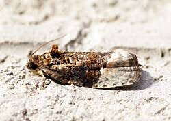 Attēlu rezultāti vaicājumam “Apotomis betuletana”