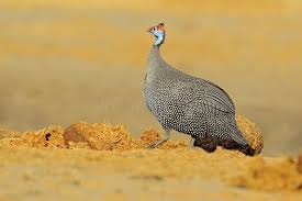 Attēlu rezultāti vaicājumam “Numida meleagris adult”