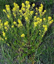 Attēlu rezultāti vaicājumam “Barbarea vulgaris subsp. arcuata”