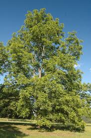 Attēlu rezultāti vaicājumam “Juglans nigra”