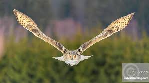 Attēlu rezultāti vaicājumam “Bubo bubo adult”