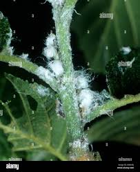 Attēlu rezultāti vaicājumam “Psylla alni”