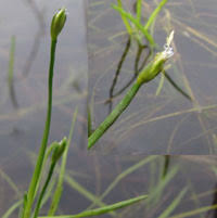 Attēlu rezultāti vaicājumam “Schoenus ferrugineus fruit”