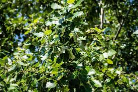 Attēlu rezultāti vaicājumam “Populus x canescens”