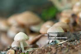 Attēlu rezultāti vaicājumam “Psathyrella pygmaea”