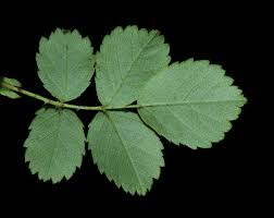 Attēlu rezultāti vaicājumam “Rosa glabrifolia”