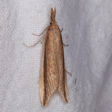 Attēlu rezultāti vaicājumam “Donacaula mucronella”