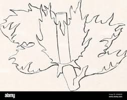 Attēlu rezultāti vaicājumam “Jungermannia sphaerocarpa sporophyte”