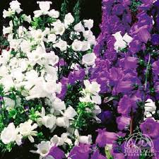 Image result for Campanula medium