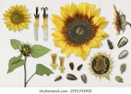 Attēlu rezultāti vaicājumam “Helianthus annuus fruit”