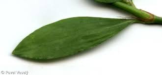 Attēlu rezultāti vaicājumam “Polygonum aviculare leaf”