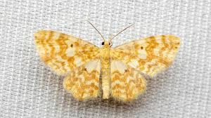 Attēlu rezultāti vaicājumam “Hydrelia flammeolaria”