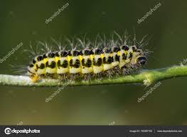 Attēlu rezultāti vaicājumam “Zygaena lonicerae”