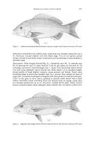 Image result for Lutjanus synagris