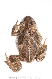 Attēlu rezultāti vaicājumam “Pelobates fuscus”