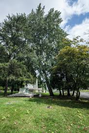 Attēlu rezultāti vaicājumam “Populus alba”