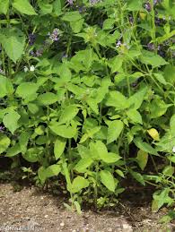 Attēlu rezultāti vaicājumam “Galeopsis bifida leaf”