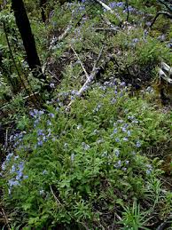 Attēlu rezultāti vaicājumam “Ptilidium pulcherrimum sporophyte”