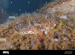 Image result for Myoxocephalus octodecemspinosus