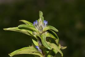 Attēlu rezultāti vaicājumam “Gentiana cruciata bud”
