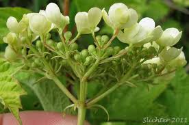 Attēlu rezultāti vaicājumam “Viburnum opulus bud”