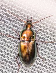 Attēlu rezultāti vaicājumam “Poecilus lepidus”